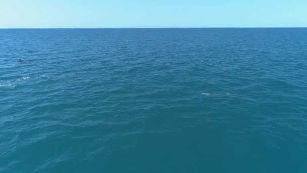 Ένα σμήνος δελφινιών πηδάει έξω από το νερό. Τα δελφίνια κυνηγούν τα ψάρια. Καλοκαιρινές διακοπές δίπλα στη θάλασσα — Αρχείο Βίντεο