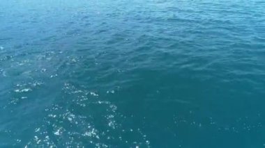 Bir yunus sürüsü sudan atlıyor. Yunuslar balığı kovalıyor. Deniz yoluyla yaz tatili