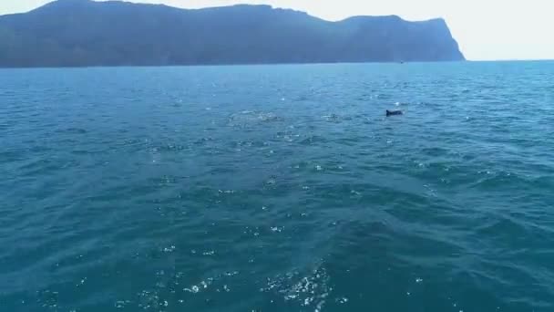 Una bandada de delfines salta del agua. Los delfines persiguen a los peces. Vacaciones de verano junto al mar — Vídeos de Stock