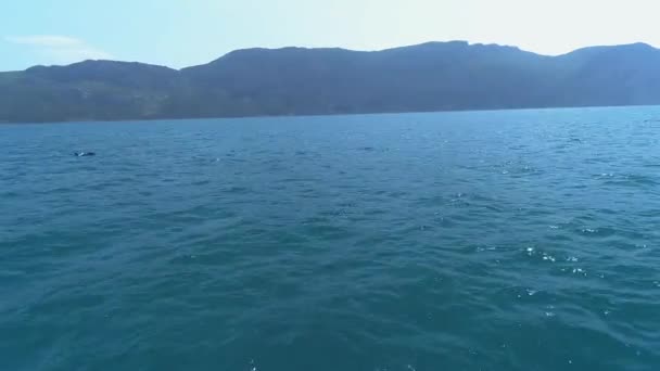 Una bandada de delfines salta del agua. Los delfines persiguen a los peces. Vacaciones de verano junto al mar — Vídeo de stock