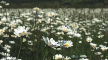 Papatya çiçek üst görünümü rüzgarda sallanan yumuşak odak ile kapatın. Bahar çayırında yeşil alanda çiçek açan papatya. Güzel ortak papatyalar ile Botanik video.