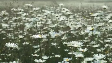 Papatya çiçek üst görünümü rüzgarda sallanan yumuşak odak ile kapatın. Bahar çayırında yeşil alanda çiçek açan papatya. Güzel ortak papatyalar ile Botanik video.