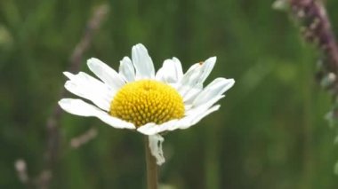 Papatya çiçek üst görünümü rüzgarda sallanan yumuşak odak ile kapatın. Bahar çayırında yeşil alanda çiçek açan papatya. Güzel ortak papatyalar ile Botanik video.