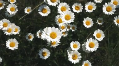 Yaz doğa çayır çiçekleri görünümü. Yaz papatya alan manzara. Papatya saha sahnesi. Yaz papatya çayır çiçekleri