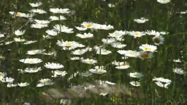 카모마일 꽃의 상단 보기는 바람에 흔들리는 부드러운 초점으로 닫습니다. 봄 초원에 녹색 필드에 꽃 카모마일. 식물성 비디오 와 아름다운 일반적인 데이지. — 비디오