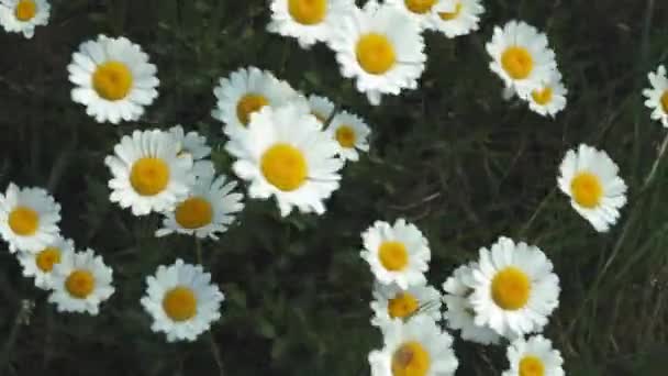 Vista superior de las flores de manzanilla se cierran con enfoque suave balanceándose en el viento. Manzanilla floreciente en el campo verde en el prado de primavera. Vídeo de botánica con hermosas margaritas comunes . — Vídeo de stock