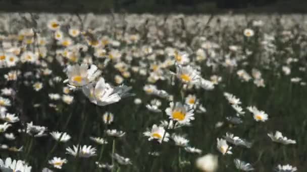 Zomer natuur weide bloemen uitzicht. Zomer kamille veld landschap. Kamille veld scène. Zomer kamille weide bloemen — Stockvideo