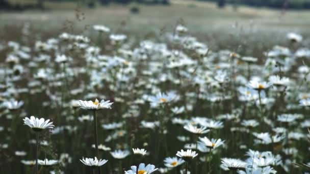 Été nature prairie fleurs vue. Champ de camomille d'été paysage. Camomille sur le terrain. Fleurs de prairie de camomille d'été — Video