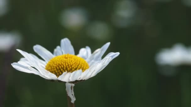 Été nature prairie fleurs vue. Champ de camomille d'été paysage. Camomille sur le terrain. Fleurs de prairie de camomille d'été — Video