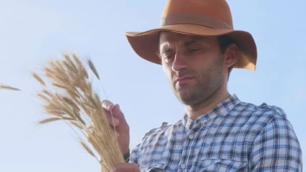 Un contadino controlla il grano. Tecnologie ambientali moderne in agricoltura — Video Stock