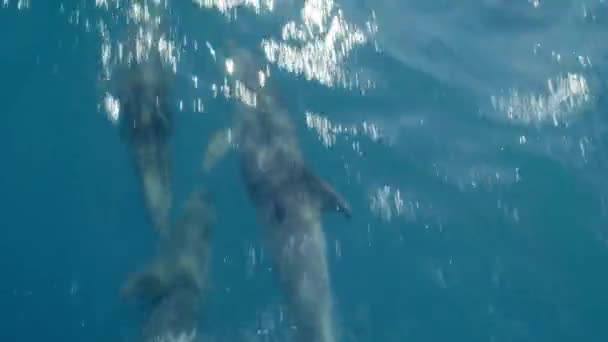 Varios delfines nadando frente a un barco o un barco. Salta y mira la cámara. Protección de los animales y del medio ambiente — Vídeo de stock