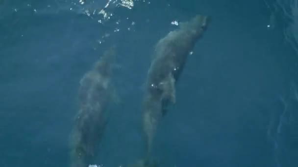Verschillende dolfijnen zwemmen voor een boot of een schip. Spring en kijk naar de camera. Bescherming van dieren en het milieu — Stockvideo