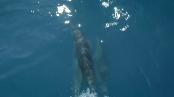 Несколько дельфинов плавают перед лодкой или кораблем. Прыгай и смотри в камеру. Защита животных и окружающей среды — стоковое видео