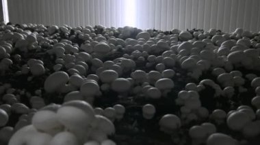 Champignon üretim çiftliği. Raflar yatak sıraları. Shampion mantar yetiştirilir. Modern tarım.