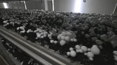 Champignon üretim çiftliği. Raflar yatak sıraları. Shampion mantar yetiştirilir. Modern tarım.