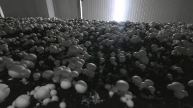 Champignon üretim çiftliği. Raflar yatak sıraları. Shampion mantar yetiştirilir. Modern tarım.
