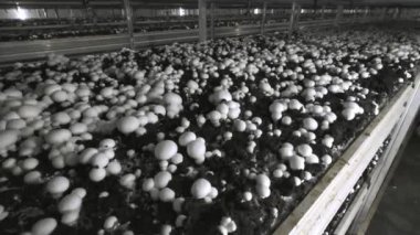Champignon üretim çiftliği. Raflar yatak sıraları. Shampion mantar yetiştirilir. Modern tarım.