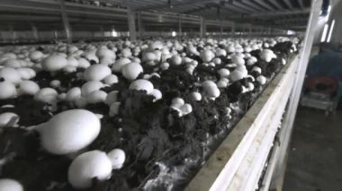 Champignon üretim çiftliği. Raflar yatak sıraları. Shampion mantar yetiştirilir. Modern tarım.