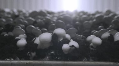 Champignon üretim çiftliği. Raflar yatak sıraları. Shampion mantar yetiştirilir. Modern tarım.