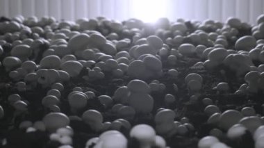 Champignon üretim çiftliği. Raflar yatak sıraları. Shampion mantar yetiştirilir. Modern tarım.