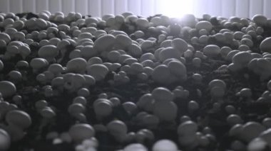 Champignon üretim çiftliği. Raflar yatak sıraları. Shampion mantar yetiştirilir. Modern tarım.