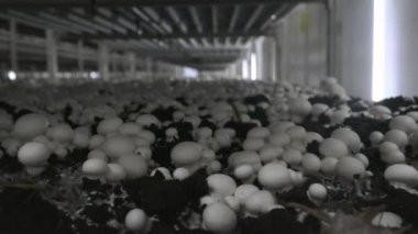 Champignon üretim çiftliği. Raflar yatak sıraları. Shampion mantar yetiştirilir. Modern tarım.