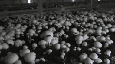 Champignon üretim çiftliği. Raflar yatak sıraları. Shampion mantar yetiştirilir. Modern tarım.