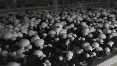 Champignon üretim çiftliği. Raflar yatak sıraları. Shampion mantar yetiştirilir. Modern tarım.