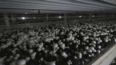 Champignon üretim çiftliği. Raflar yatak sıraları. Shampion mantar yetiştirilir. Modern tarım.