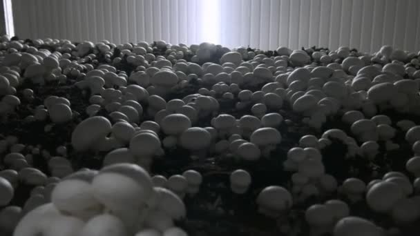 Champignon production farm. Shelves rows of beds. Shampion grown mushrooms. Modern agriculture. — Stock Video