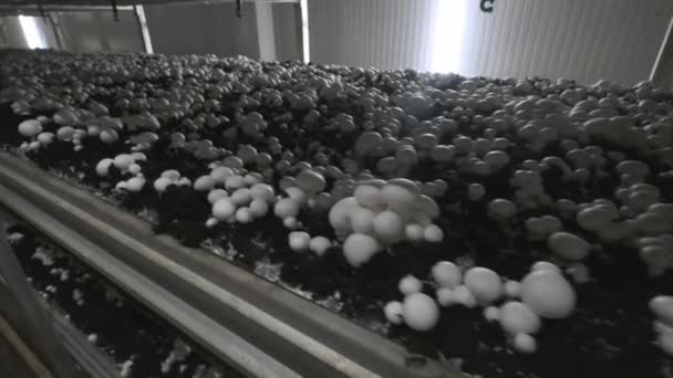 Champignon production farm. Shelves rows of beds. Shampion grown mushrooms. Modern agriculture. — Stock Video