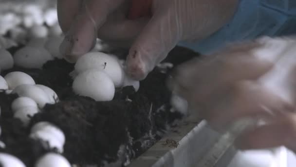 Ręka w rękawicach gumowych dowieziono świeży żniwa pieczarki na grzyb rosnący roślina. Produkcja żywności — Wideo stockowe