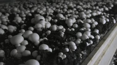 Champignon üretim çiftliği. Raflar yatak sıraları. Shampion mantar yetiştirilir. Modern tarım.
