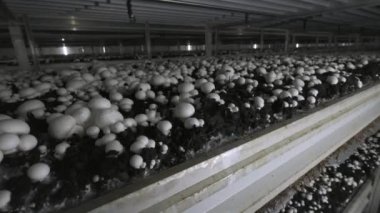 Champignon üretim çiftliği. Raflar yatak sıraları. Shampion mantar yetiştirilir. Modern tarım.