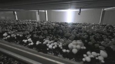 Champignon üretim çiftliği. Raflar yatak sıraları. Shampion mantar yetiştirilir. Modern tarım.