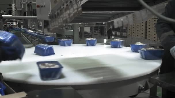 Pilzproduktion. Produktionslinie verpackt Behälter mit Pilzen. Blaue Container bewegen sich über das Förderband. Biologische Lebensmittelproduktion. Lebensmittelverpackungen für die langfristige Lagerung. — Stockvideo