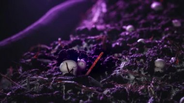 Timelapse: Champignon mantar bir sanayi bahçesinde büyümek. Taze yeni mantarlar yerden filizlenir. Ürünlerin ekolojik ekimi. Yeni bir hayatın doğuşu