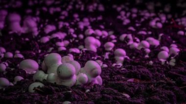 Timelapse: Champignon mantar bir sanayi bahçesinde büyümek. Taze yeni mantarlar yerden filizlenir. Ürünlerin ekolojik ekimi. Yeni bir hayatın doğuşu