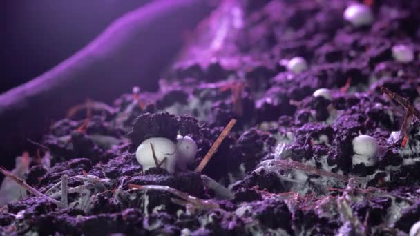 타임랩스: 샴핀 버섯은 산업 정원에서 자랍니다. 땅에서 갓 새로운 버섯 새싹. 제품의 생태 재배. 새로운 삶의 탄생 — 비디오