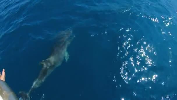 Delfines nadando frente a un bote saltando, cámara lenta — Vídeo de stock