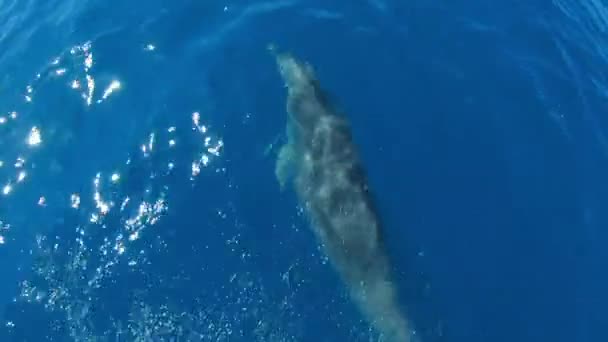 Delfines nadando frente a un bote saltando, cámara lenta — Vídeos de Stock