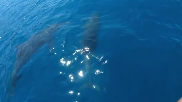 Delfines nadando frente a un bote saltando, cámara lenta — Vídeo de stock