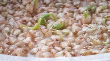 Timelapse karabuğday filizlendi. Karabuğday tohumları filizlenir, çimlenir. Hayatın kökeni. Yeşil lahanalar büyüyor. Glutensiz vejetaryen yiyecekler. Sağlıklı yaşam tarzı, diyet.
