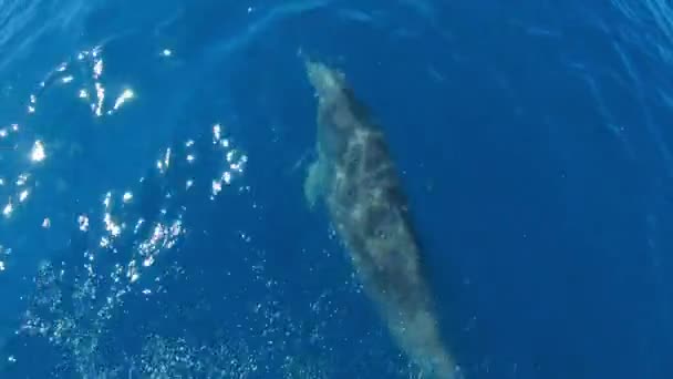 Dolphins swimming in front of boat jumping, Slow Motion — Stock Video