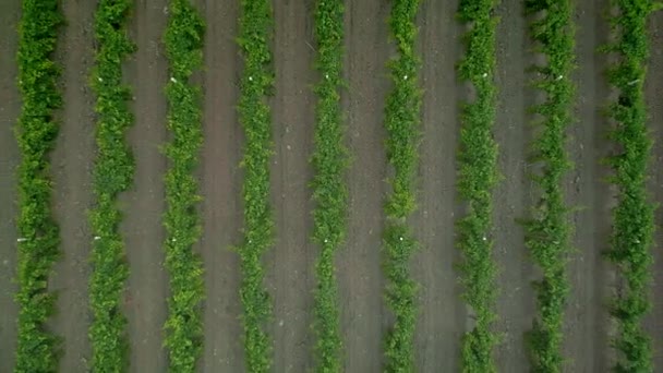 Vídeo de drone aéreo de Vineyard - campo de videiras de uva de vinho. Vista de cima para baixo dos campos de fazenda do campo mostrando viticultura. — Vídeo de Stock