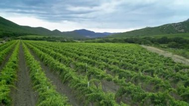 İtalyan Kırsal Güzel Çiftlikleri ve Üzüm Bağları Güzel Hava Görünümü. Kırsal İtalya, Çiftçi Çalışma Bağları Tarım Arazisi. Tarım Plantasyon Üzüm Asma Bağ İtalya. Hava Bağ Video