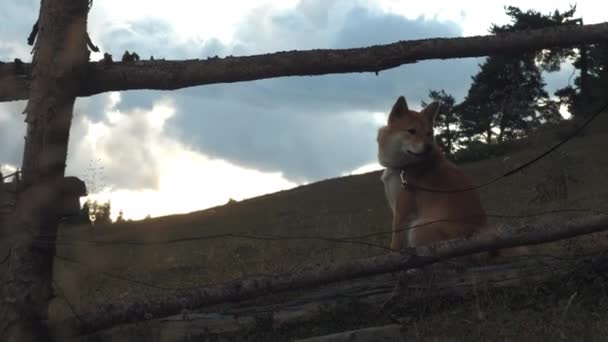 Shiba inu kutya ül a háttérben a nagy hegyek. Utazótáska-val egy kisállat — Stock videók