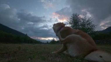 Kız gün batımında akşam bir köpek ile oynar. Shiba Inu bir sopa için çalışır, evcil hayvan sahibi ile oynar. Yavaş çekim