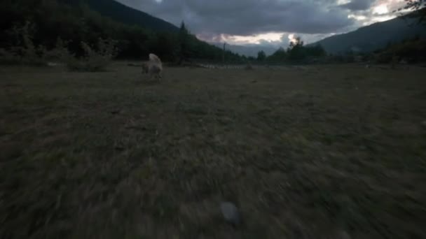 Chica juega con un perro en la noche al atardecer. Shiba Inu corre por un palo, juega con el dueño de la mascota. Movimiento lento — Vídeos de Stock