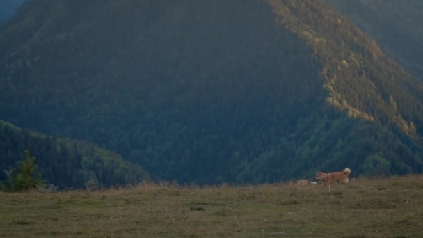 Shiba Inu pies biegnie na trawniku na zboczu góry. Aktywne zwierzę. Podróżowanie z zwierzakiem. — Wideo stockowe